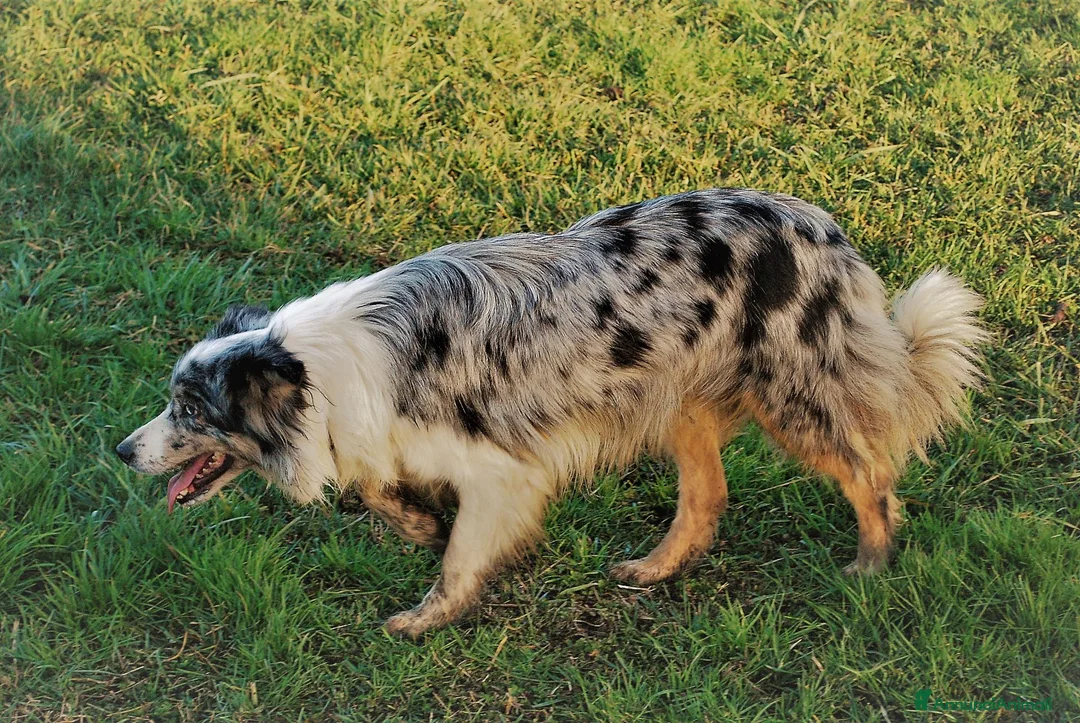 Border Collie cani in vendita: Cucciolo Border Collie con pedigree - Annuncio 1