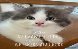 Siberiano gatti in vendita: Cuccioli gatto siberiano a Provincia di Padova - Immagine 2