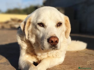 Meticcio cani ZENO un ragazzone dolcissimo a Pomezia - Annuncio 17