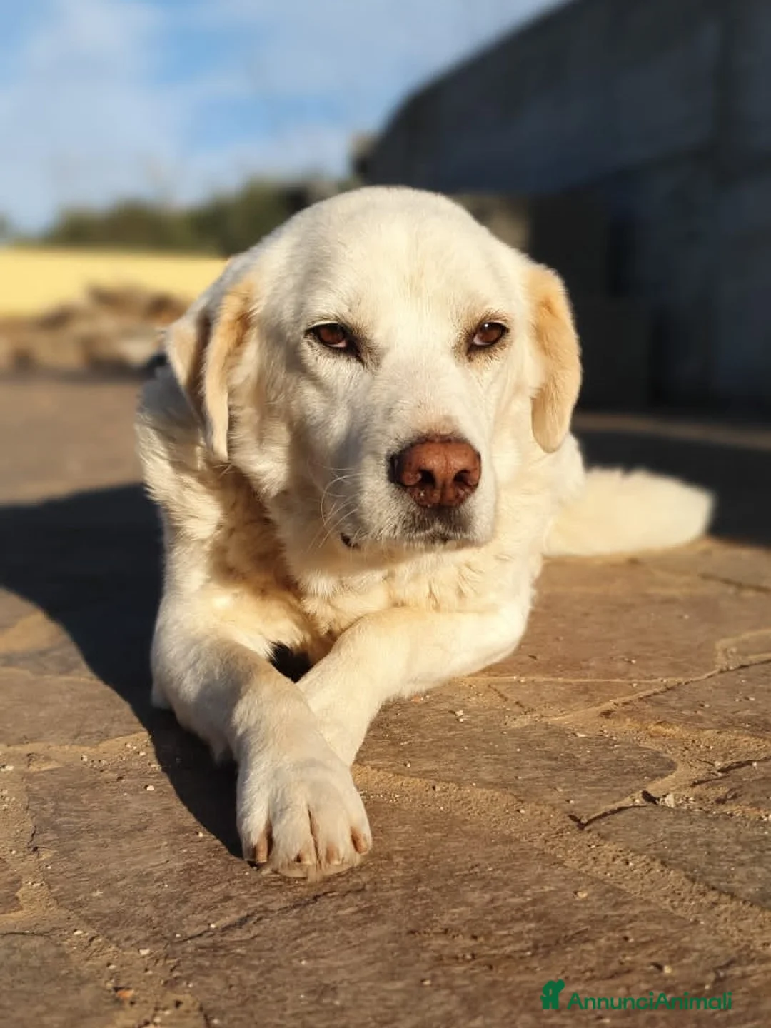 Meticcio cani in regalo: ZENO un ragazzone dolcissimo a Pomezia - Annuncio 1