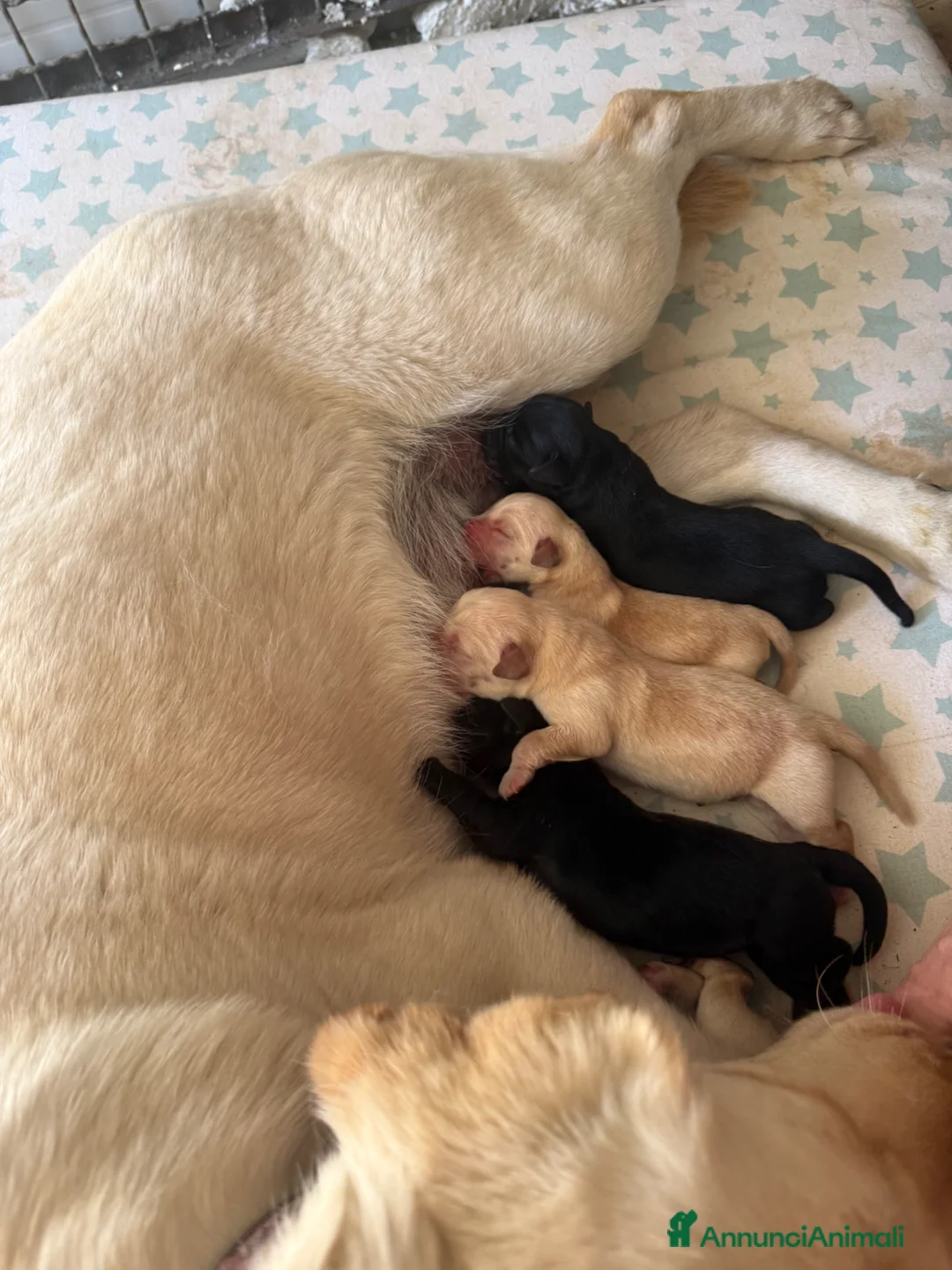 Labrador cani in vendita: Labrador - No pedigree  a Provincia di Isernia - Annuncio 2