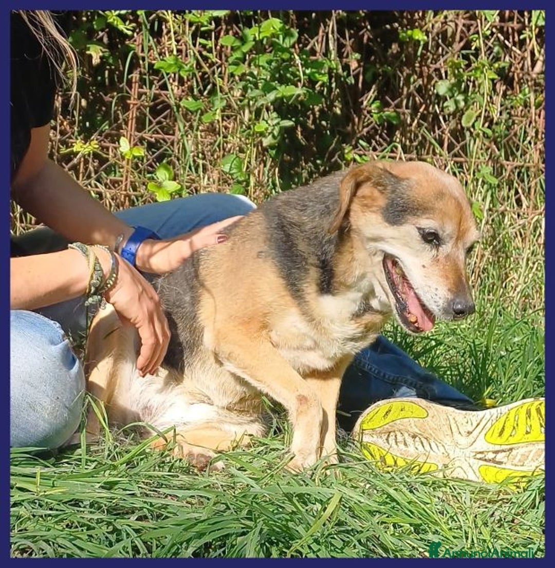 Meticcio cani in regalo: Nonna POLENTA sogna un divano e tante coccole - Annuncio 4