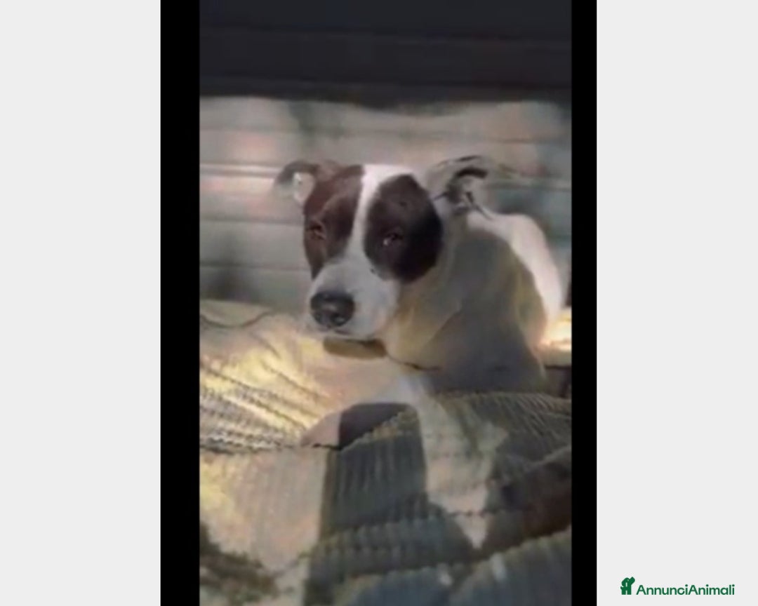 Meticcio cani in regalo: 6anni triste portato in canile dai parenti SOS SUD a Milano - Annuncio 2