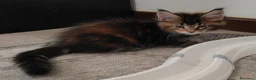 Maine Coon gatti in vendita: Cuccioli di Maine coon  - Annuncio 3