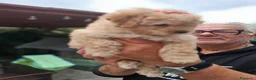 Barboncino cani in vendita: Barboncina Toy  - Annuncio 4