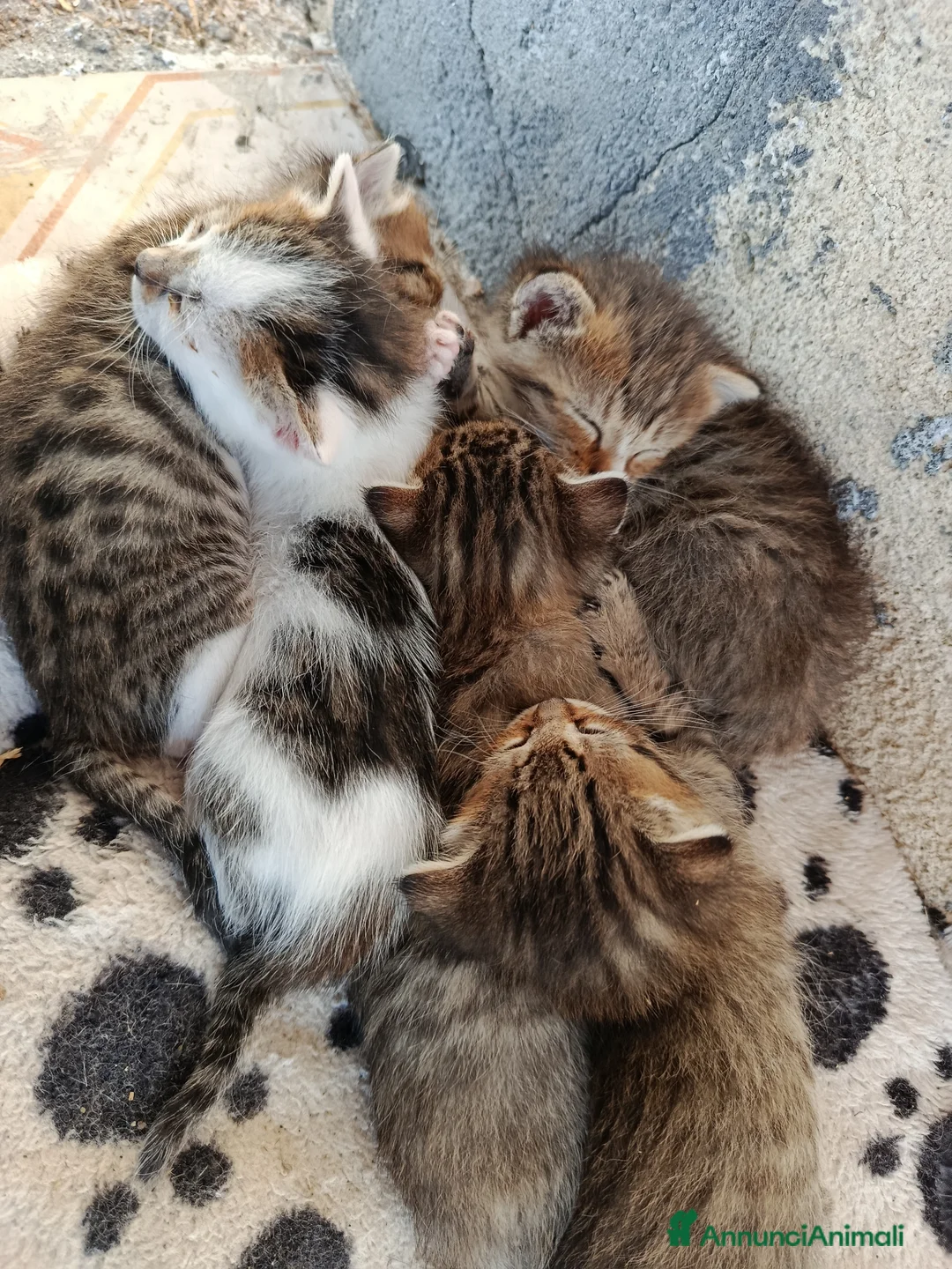 Meticcio gatti in regalo: Gattini in adozione  - Annuncio 2