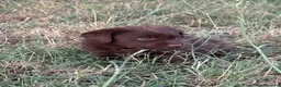 Labrador cani in vendita: Cuccioli di Labrador Choco  - Annuncio 14