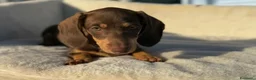 Bassotto cani in vendita: Bassotto femmina  - Annuncio 5
