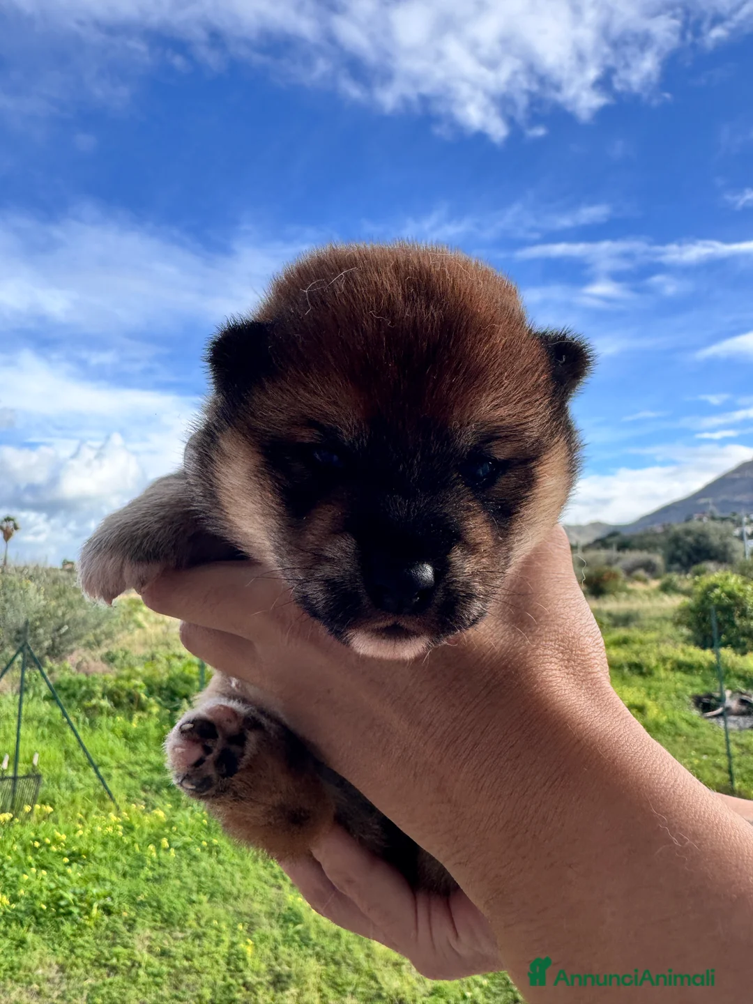 Shiba Inu cani in vendita: Shiba inu cucciole con pedigree  - Annuncio 5