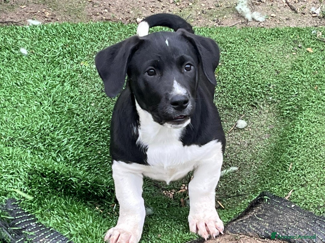 Meticcio cani in regalo: Simpaticissima cucciola  - Annuncio 1