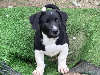 Meticcio cani Simpaticissima cucciola - Annuncio 1