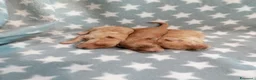 Barboncino cani in vendita: Barboncini nani cuccioli - Annuncio 2