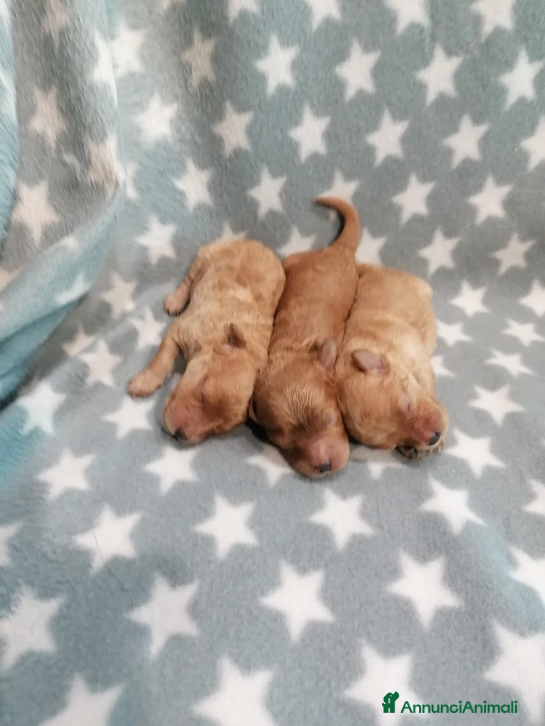 Barboncino cani in vendita: Barboncini nani cuccioli - Annuncio 2