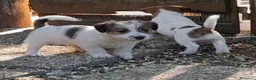 Jack Russell cani in vendita: Jack Russell Terrier Broken/Ruvido cuccioli  a Città metropolitana di Roma Capitale - Annuncio 2