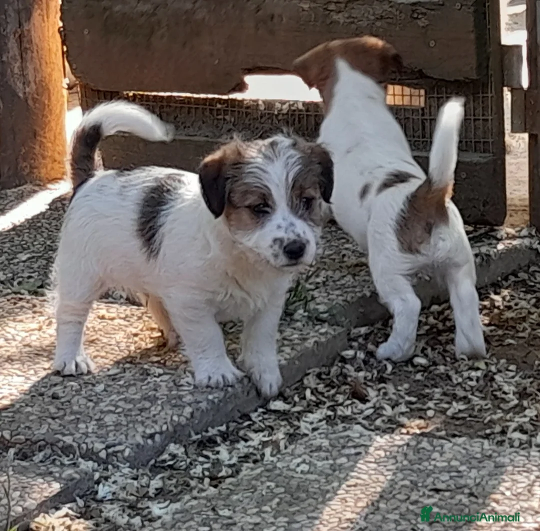 Jack Russell cani in vendita: Jack Russell Terrier Broken/Ruvido cuccioli  a Città metropolitana di Roma Capitale - Annuncio 2