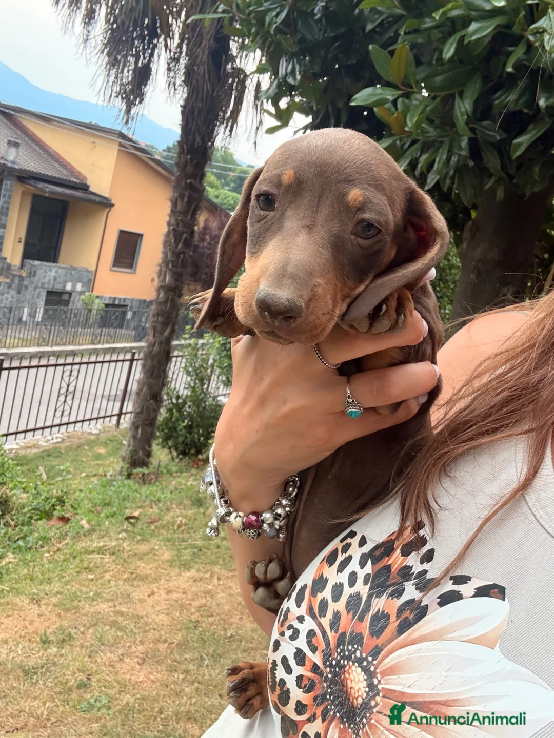 Bassotto cani in vendita: Bassotti - Annuncio 2