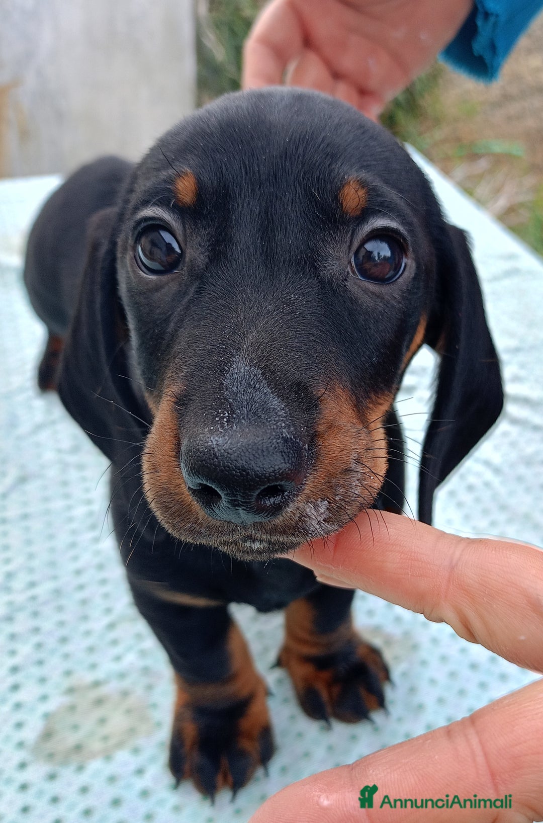 Bassotto cani in vendita: Bassotto tedesco standard a pelo corto - Annuncio 4
