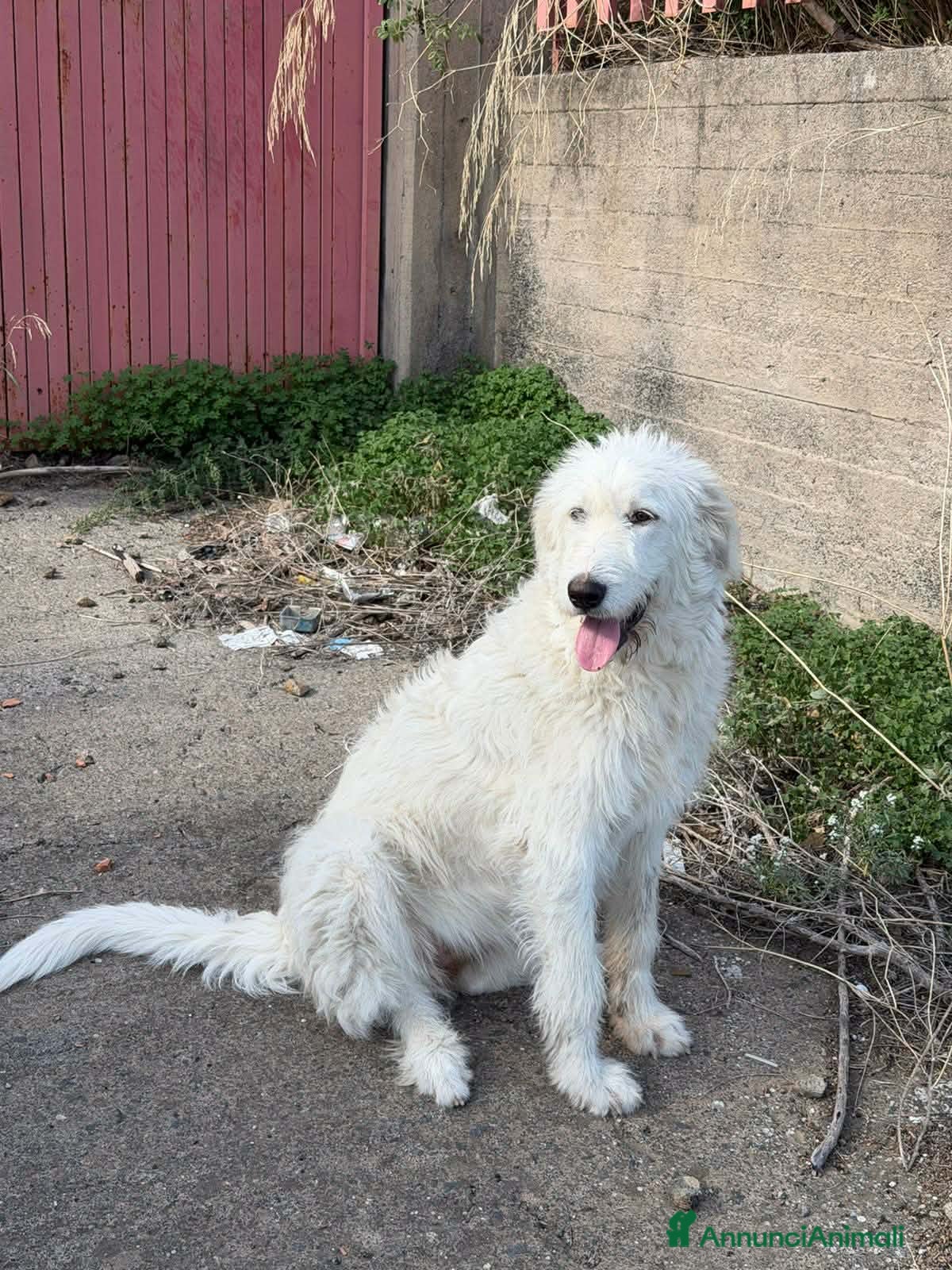 Meticcio cani bellissima nuvola in regalo - Annuncio 2