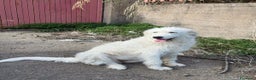 Meticcio cani in regalo: bellissima nuvola in regalo - Annuncio 2
