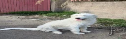 Meticcio cani in regalo: bellissima nuvola in regalo - Annuncio 2