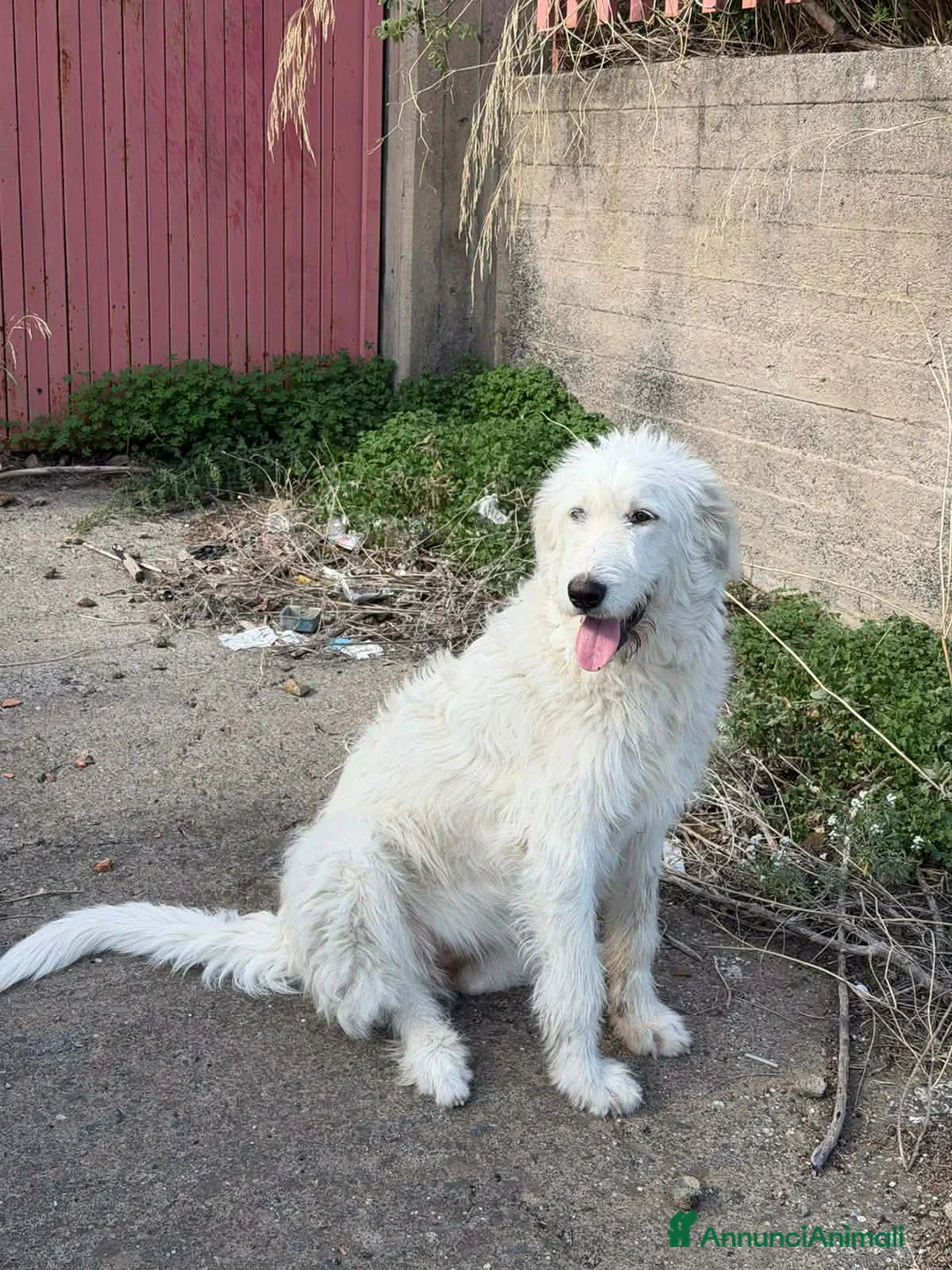 Meticcio cani in regalo: bellissima nuvola in regalo - Annuncio 2