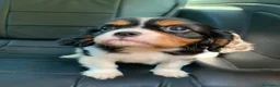 Cavalier King cani in vendita: Cuccioli di Cavalier King Charles Spaniel - Annuncio 12