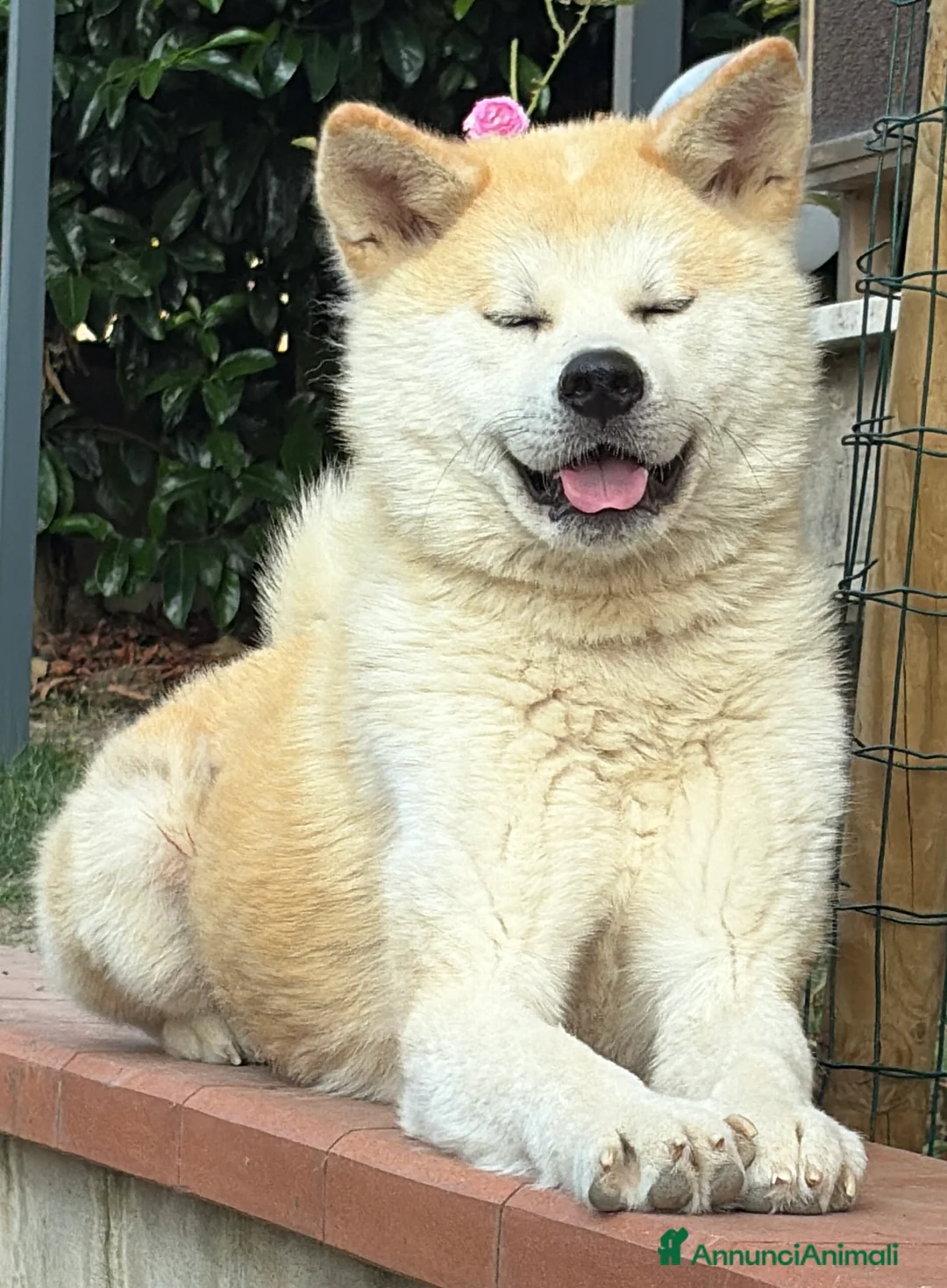 Akita Inu cani in vendita: Akita Inu - Annuncio 5