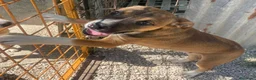 Meticcio cani in regalo: CIOCCOLATO ASPETTA TE - Annuncio 11