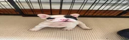 Bulldog Francese cani in vendita: Bulldog francese cucciolo  - Annuncio 4