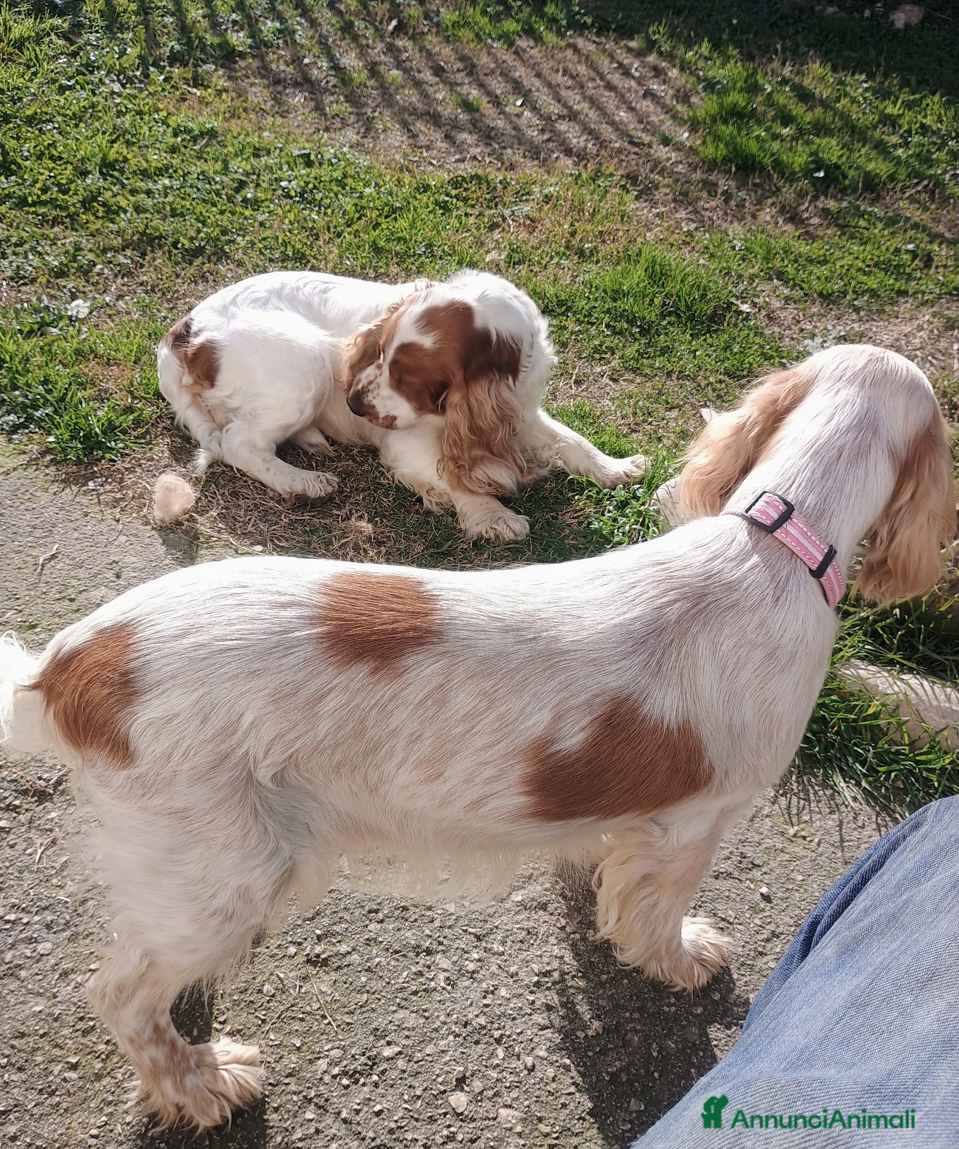 Cocker cani Cocker spaniel - Annuncio 4