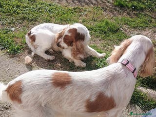 Cocker cani Cocker spaniel - Annuncio 4