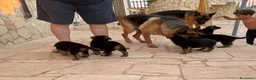Pastore Tedesco cani in vendita: Vendo pastori tedeschi  a Provincia di Taranto - Annuncio 1