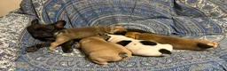 Bulldog Francese cani in vendita: Splendidi cuccioli di Bulldog Francese - Annuncio 3