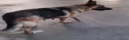 Meticcio cani in regalo: Cuccioli 2 mesi incrocio pastore tedesco  - Annuncio 2
