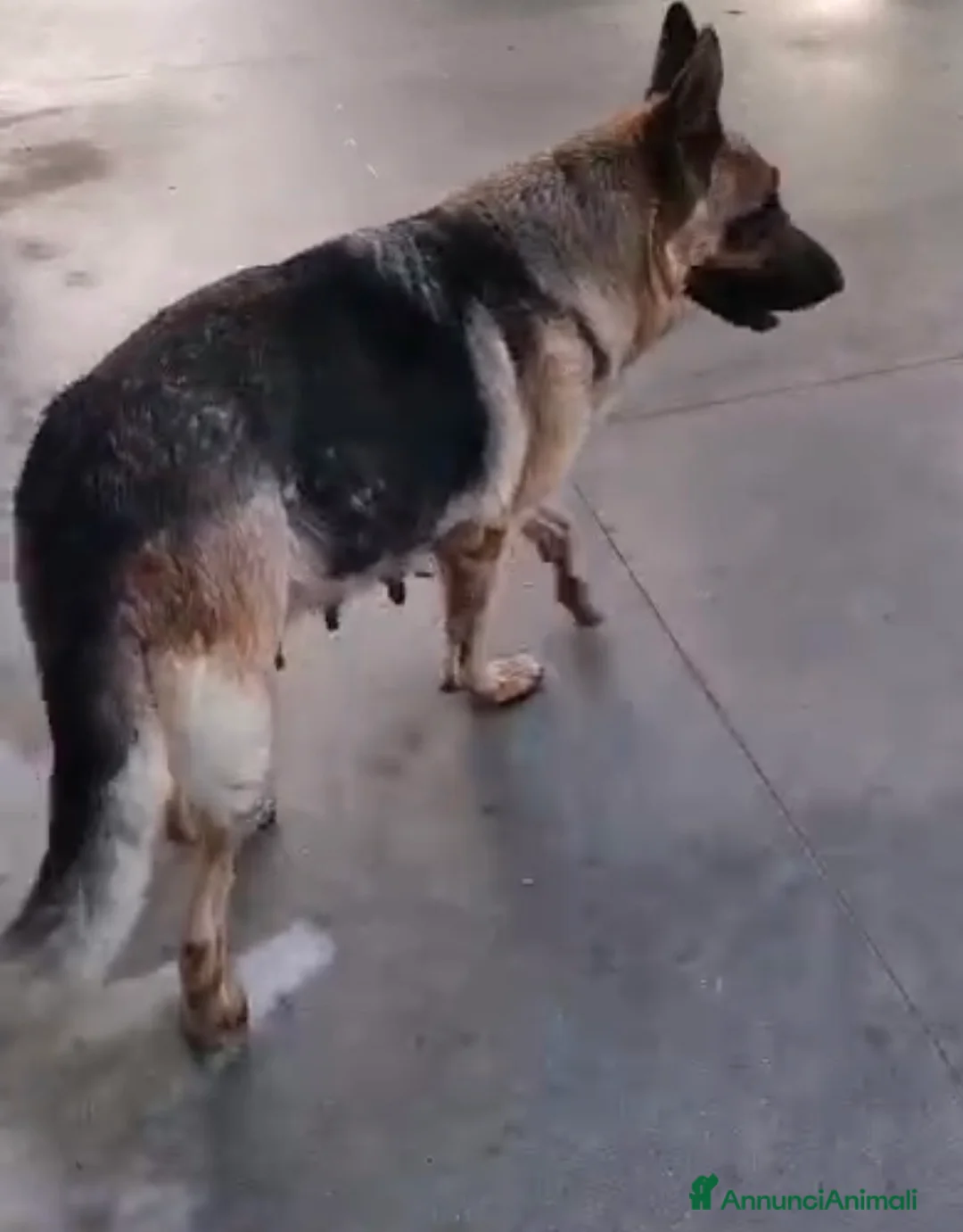 Meticcio cani in regalo: Cuccioli 2 mesi incrocio pastore tedesco  - Annuncio 2