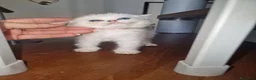 British gatti in vendita: Neve  a Città metropolitana di Milano - Annuncio 1