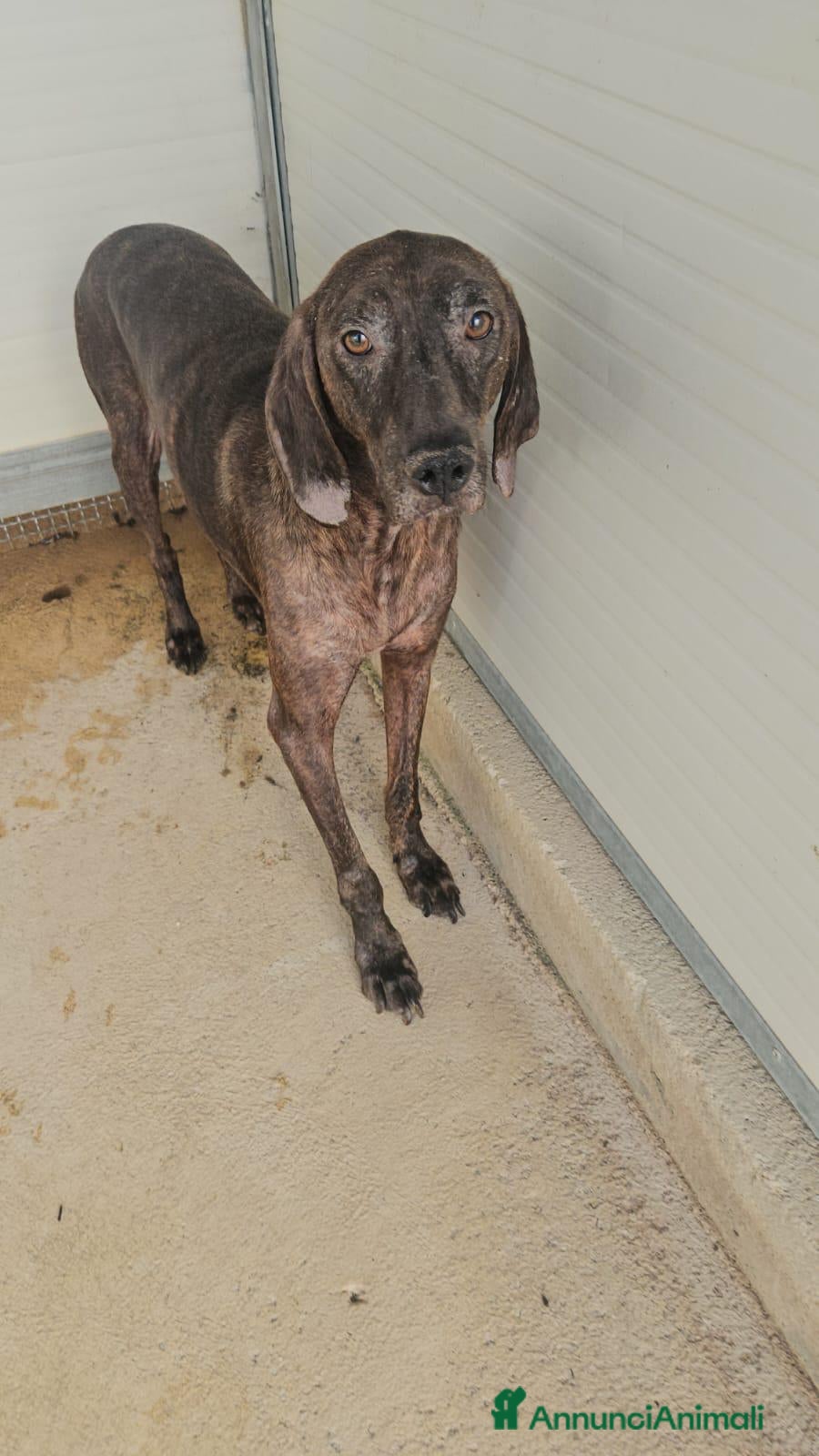 Bracco cani Michele: adozione del cuore - Annuncio 2