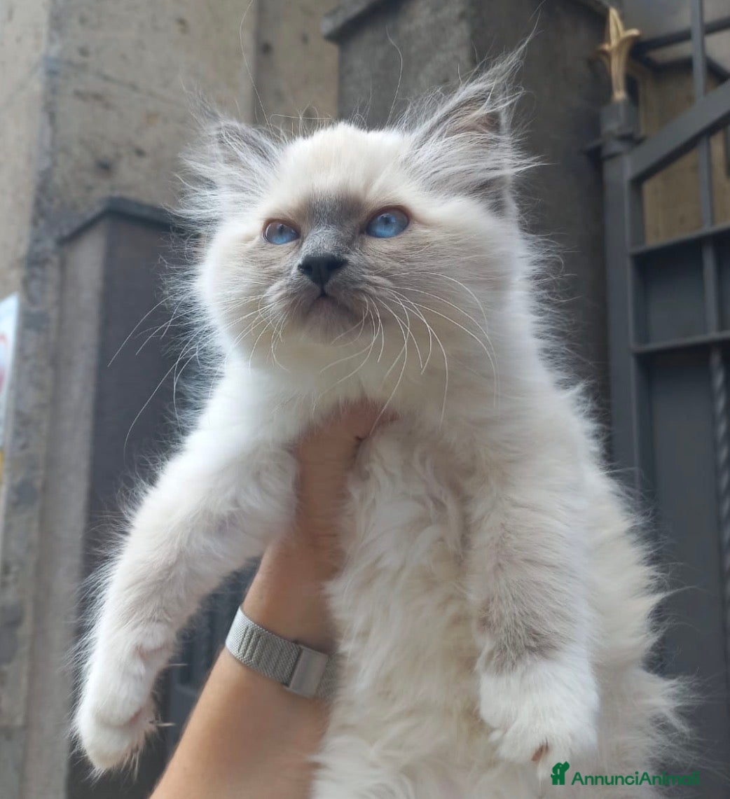 Sacro di Birmania gatti Sacro di Birmania Blue Point  - Annuncio 1