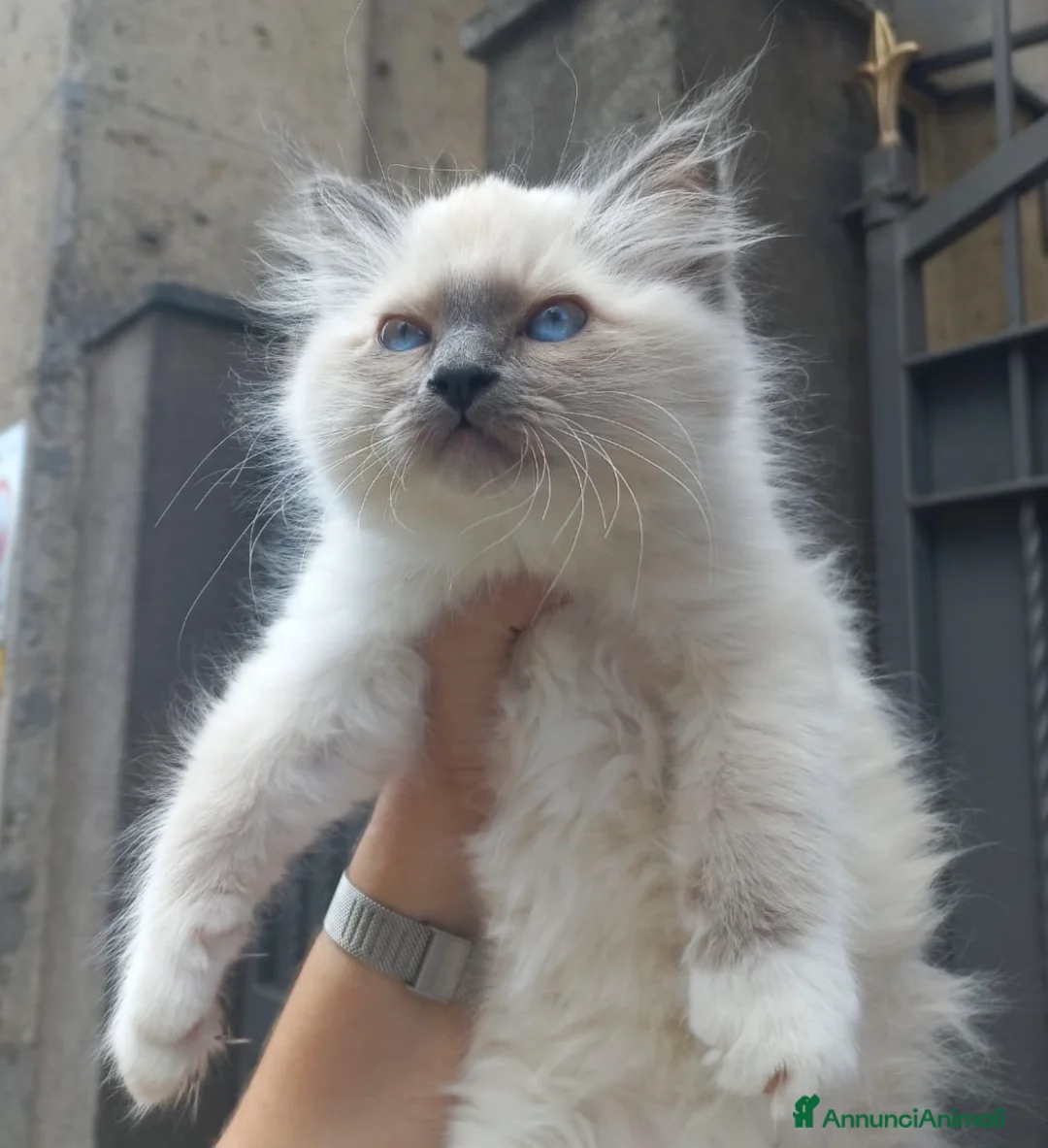 Sacro di Birmania gatti in vendita: Sacro di Birmania Blue Point  - Annuncio 1
