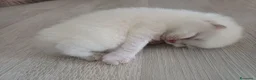 Scottish gatti in vendita: Scottish blu point  - Annuncio 9