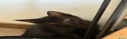 Meticcio gatti in vendita: Maschetto nero mix MaineCoon  a Città Metropolitana di Torino - Annuncio 3