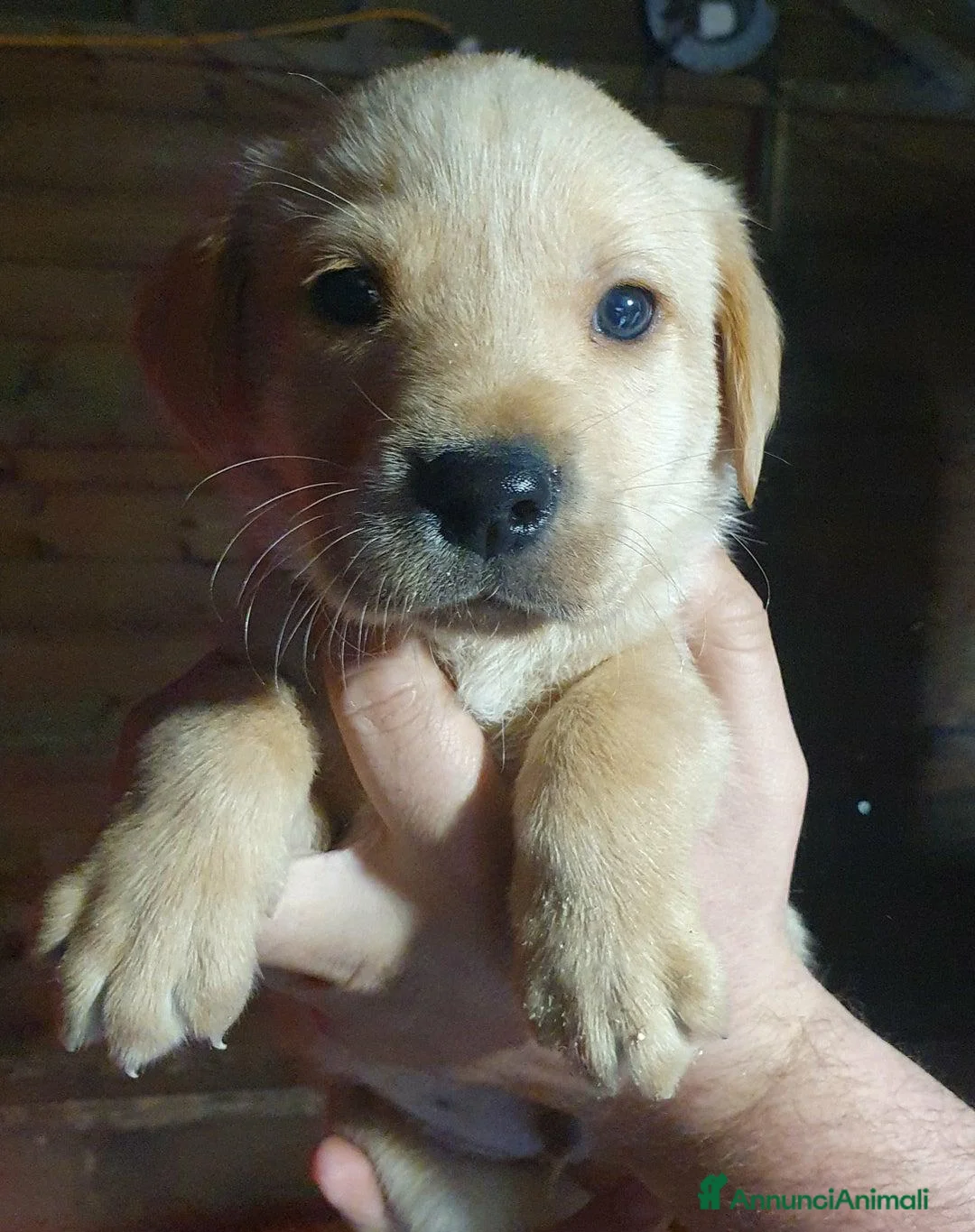 Labrador cani in vendita: Cuccioli di Labrador Retriever pronti a Città Metropolitana di Torino - Annuncio 7