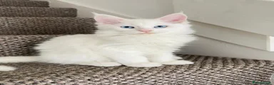 Tracy