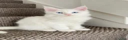 Maine Coon gatti in vendita: Gattini Maine coon di razza pura - Annuncio 9