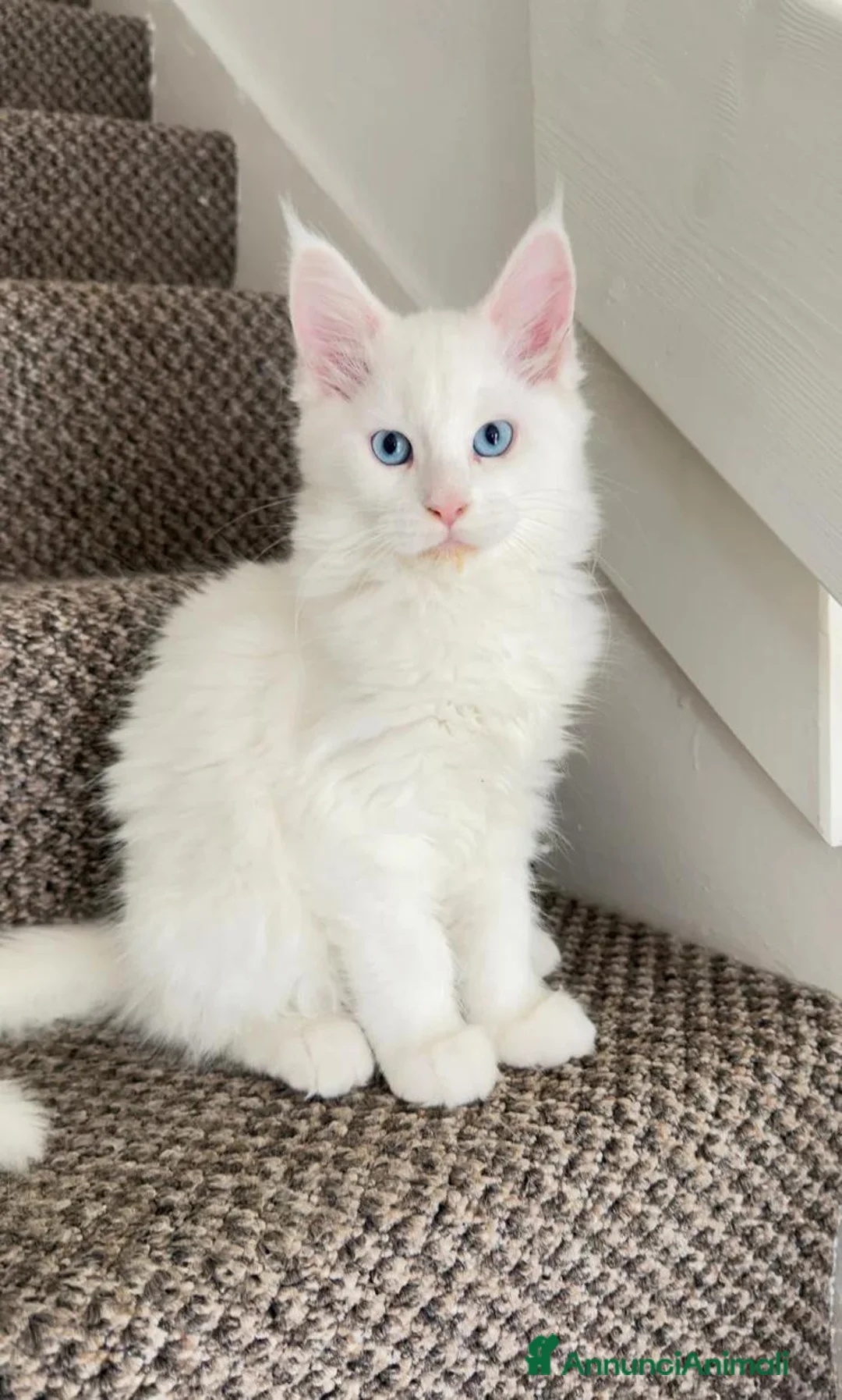 Maine Coon gatti in vendita: Gattini Maine coon di razza pura - Annuncio 12