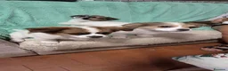 Pechinese cani in vendita: Cuccioli  - Annuncio 9