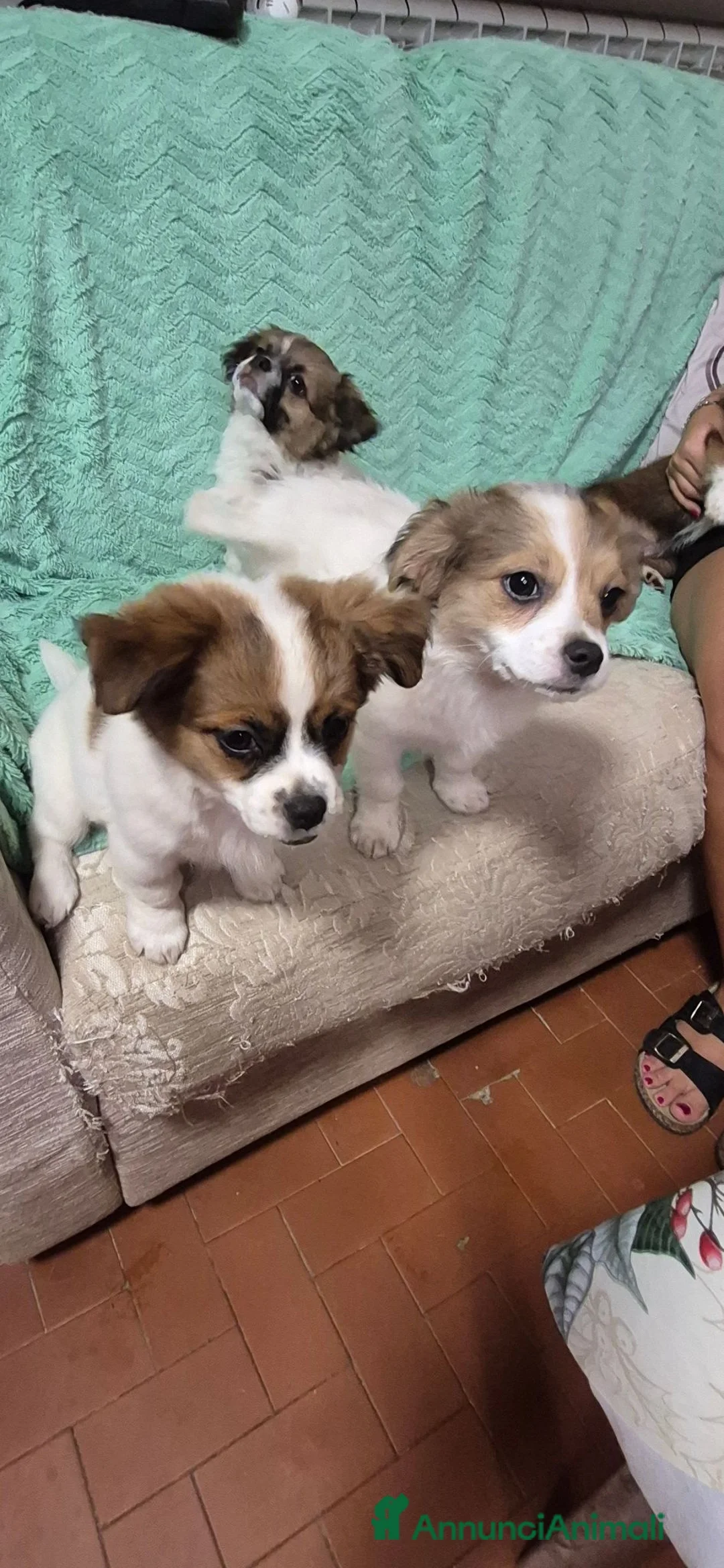 Pechinese cani in vendita: Cuccioli  - Annuncio 9