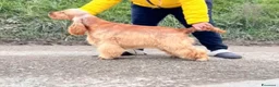 Cocker cani in vendita: Cocker cuccioli  - Annuncio 6