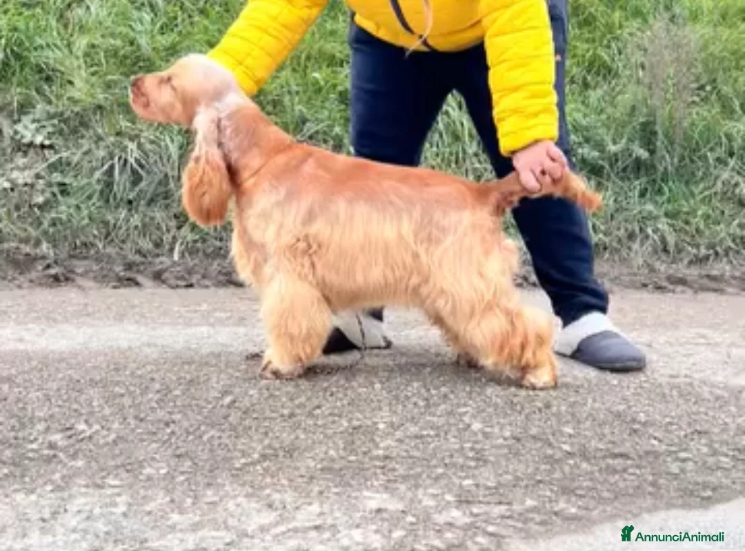 Cocker cani in vendita: Cocker cuccioli  - Annuncio 6
