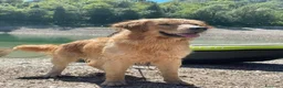 Golden Retriever cani per accoppiamento: GOLDEN RETRIEVER MASCHIO PER ACCOPPIAMENTO  - Annuncio 2